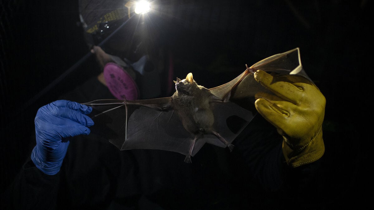Vaccine in bats could stop a pandemic