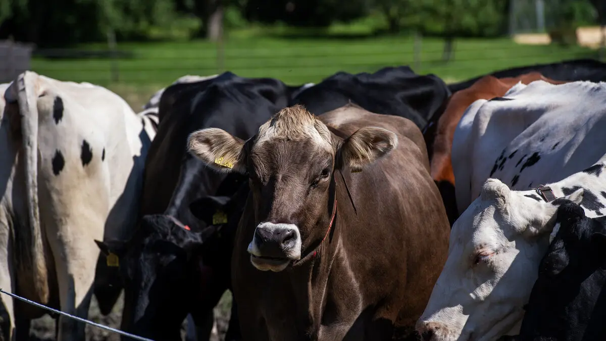 LRF warns Mercosur agreement opens up to lower food standards