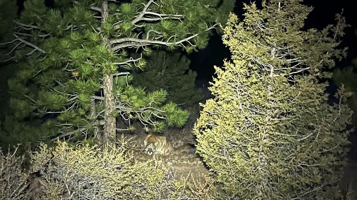 Puma suspected of killing woman on Colorado hiking trail