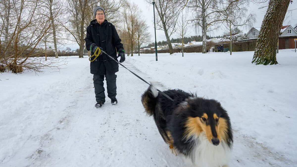 Charlie ate cannabis - vet bill 20,000 kronor