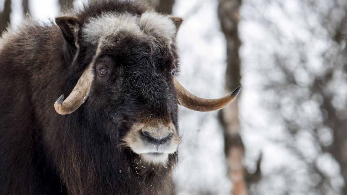 Musk Ox at Sweden’s Musk Ox Center Euthanized After Tetanus Diagnosis