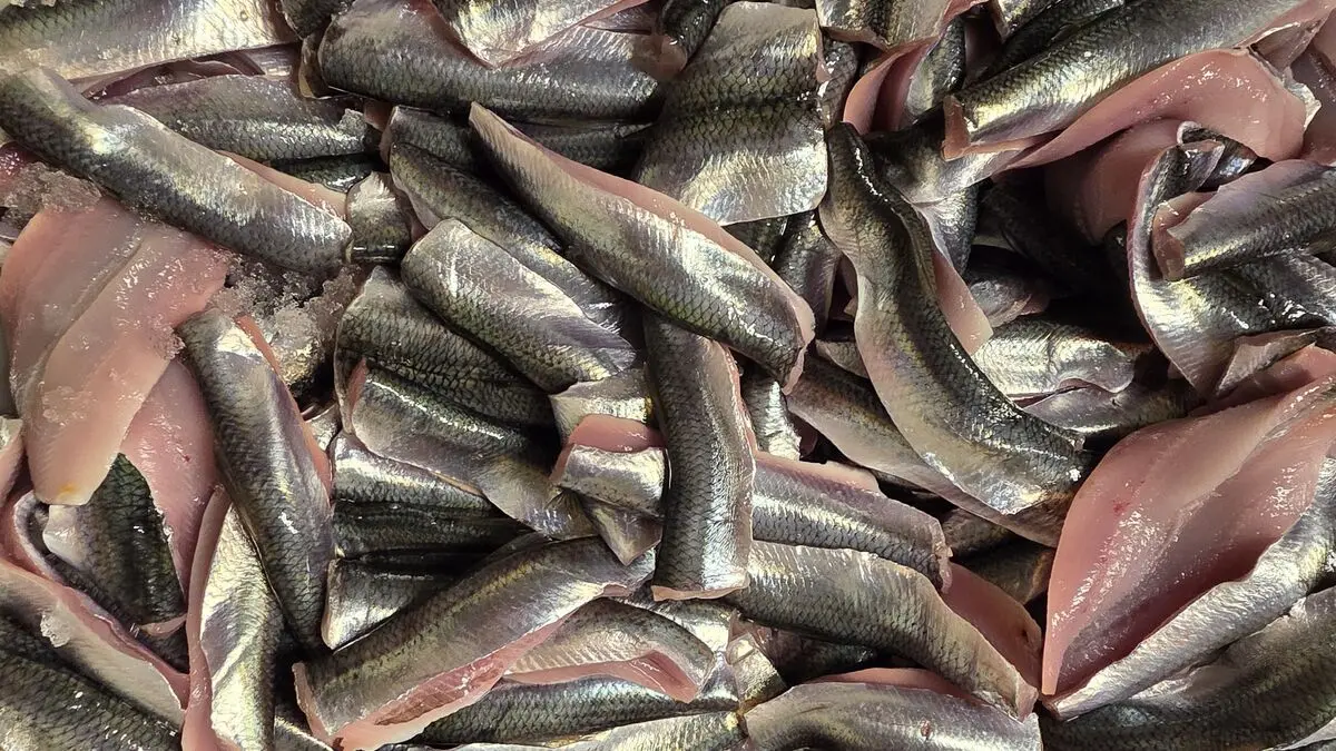 Norrlandsströmming receives EU protected designation of origin