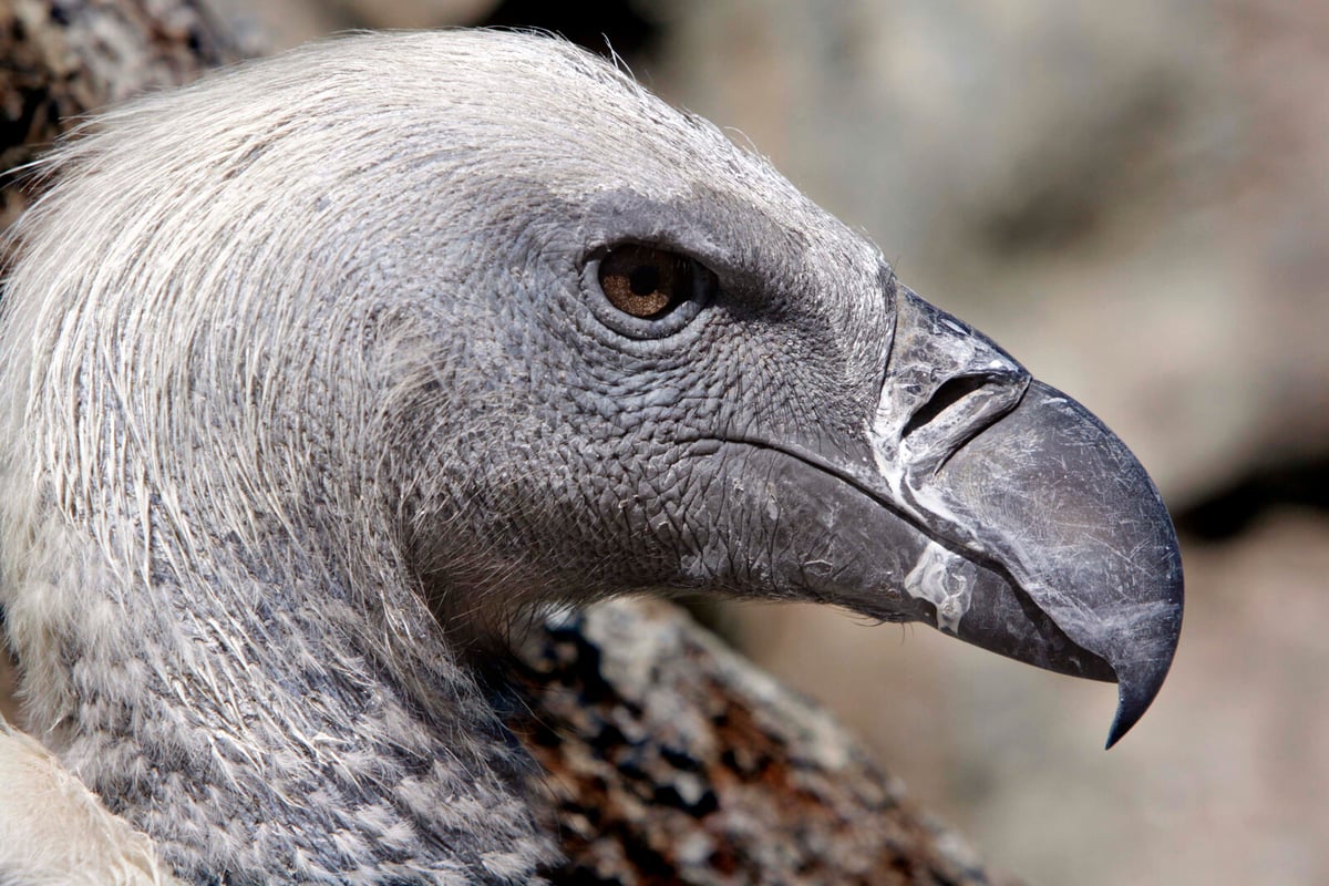 Over 100 Vultures Die from Elephant Poisoning in South Africa