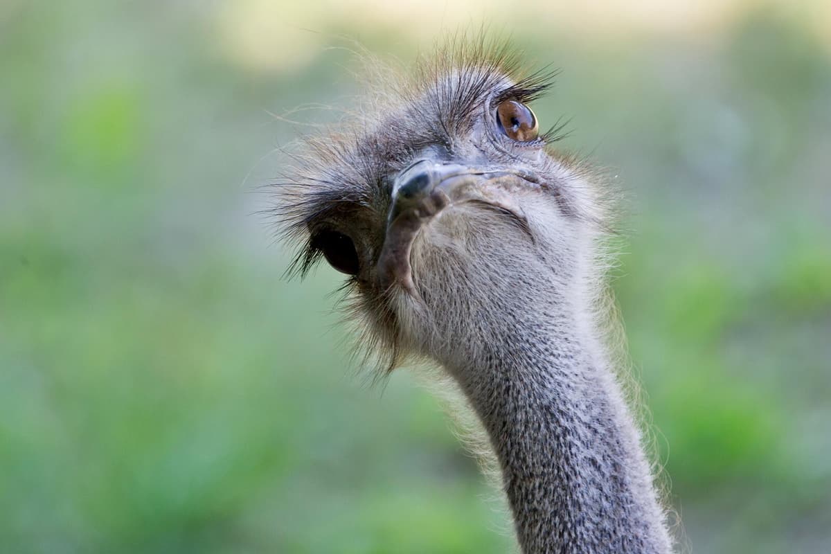 USA and Canada Clash Over Fate of 400 Ostriches