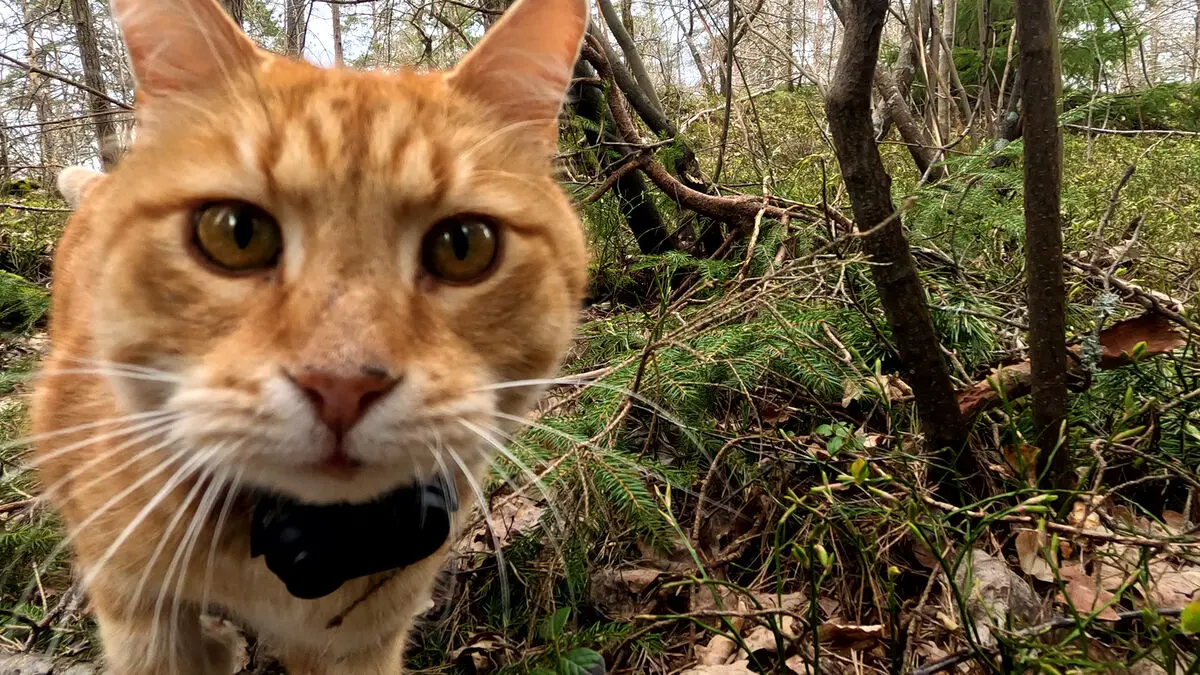 Luffar-Lasse the cat returns to screens with new slow-TV program