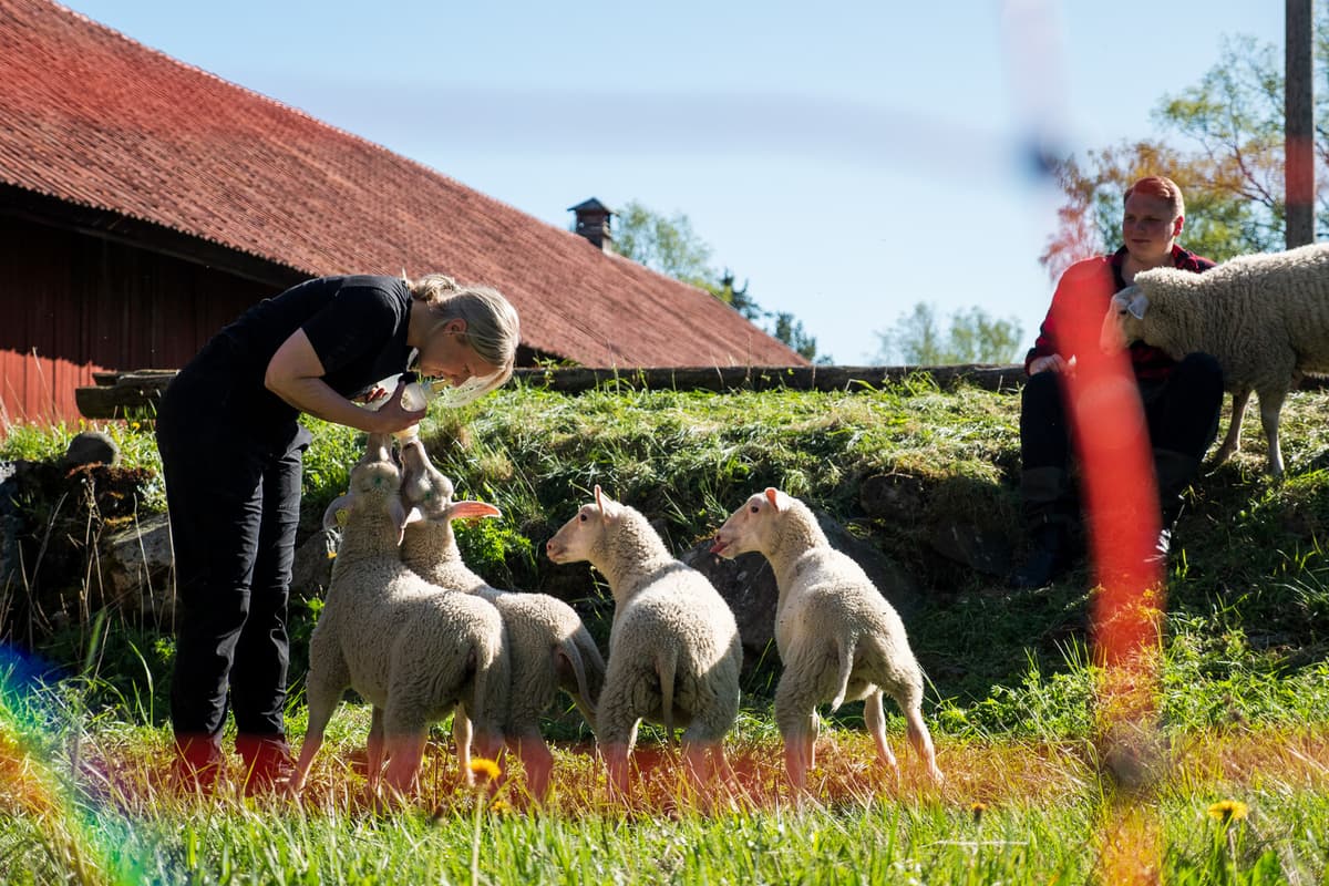 Viaplay's New Series Spotlights Life on Five Swedish Farms
