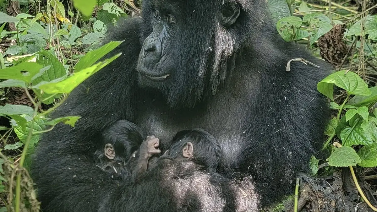 Twin mountain gorillas born in Virunga National Park