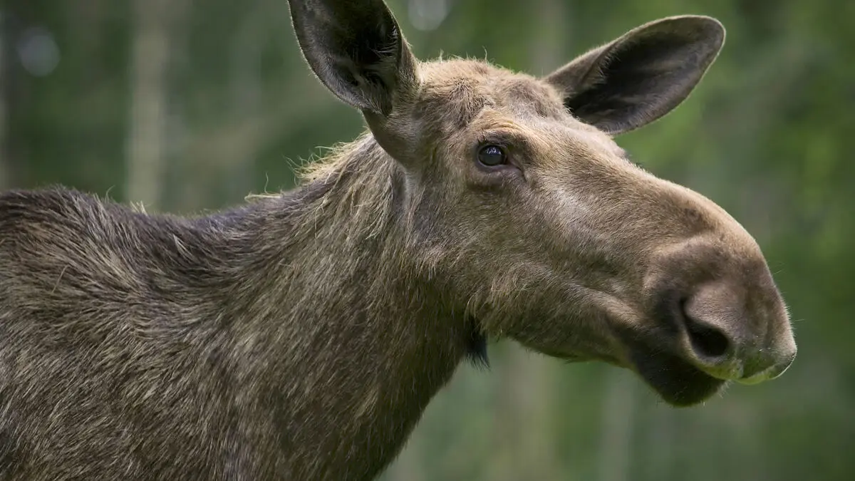 Wildlife accidents up 7% in first eight months of 2026, Sweden group says