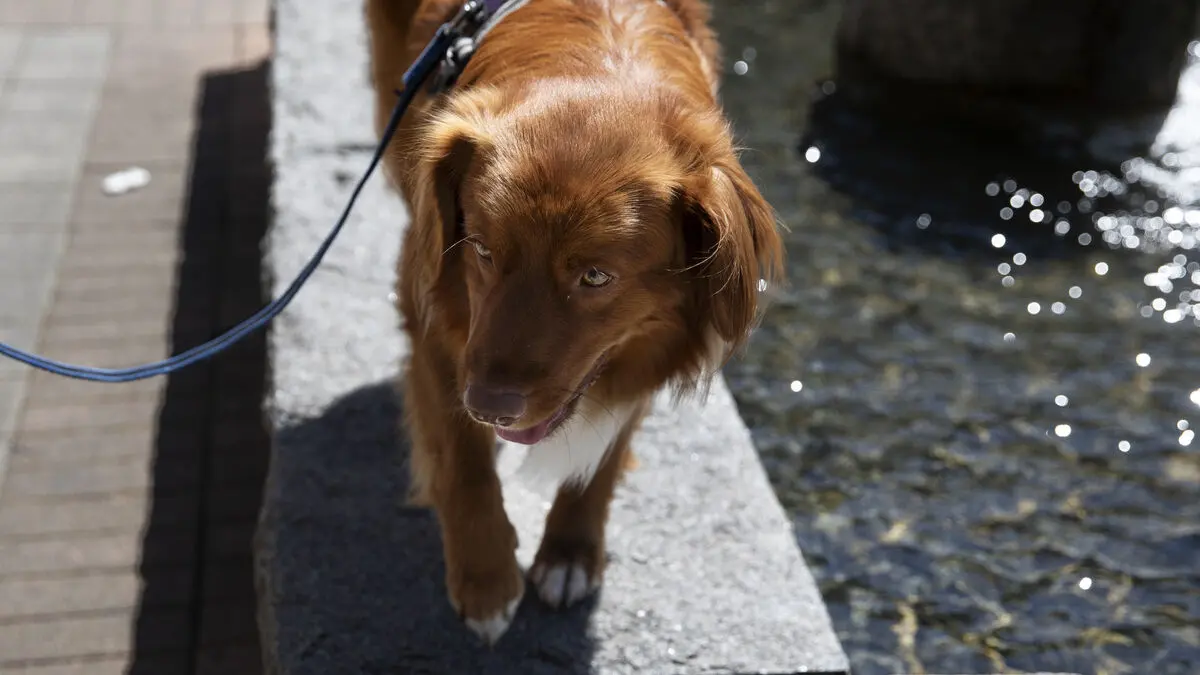 Puppy shock - how expensive it is to get a dog in the first year