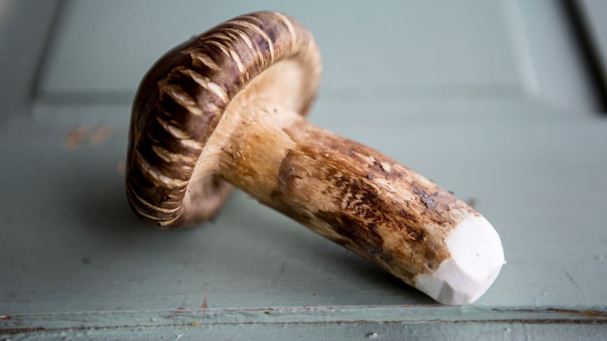World's Most Expensive Mushroom Sells for 53000 Kronor in Japan Auction