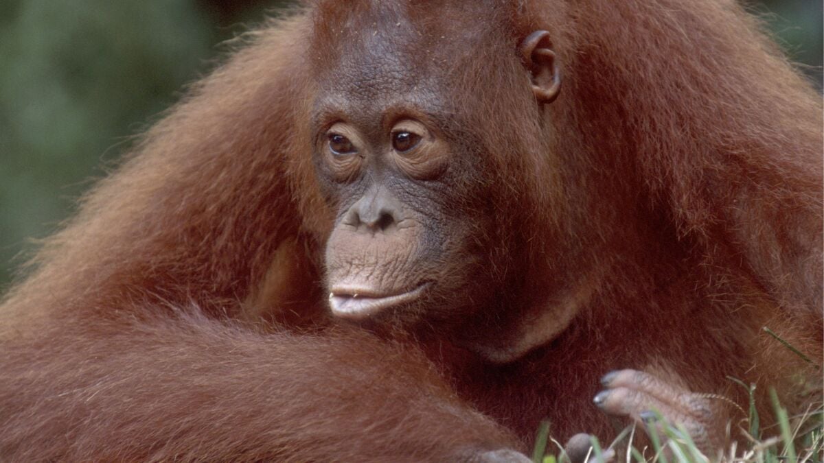 Orangutans rescued from forest fires in Indonesia’s Sumatra and Borneo regions