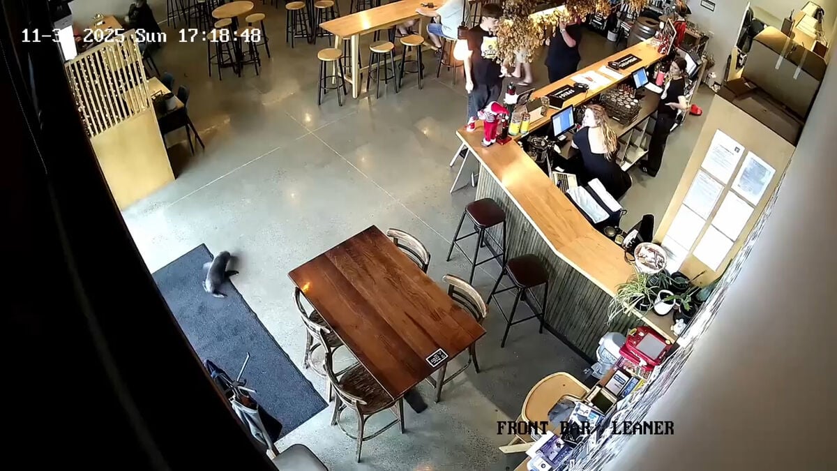 Seal pup went to the pub – lured out with salmon