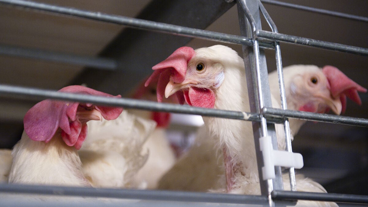 Bird flu in Denmark - 115,000 chickens to be culled