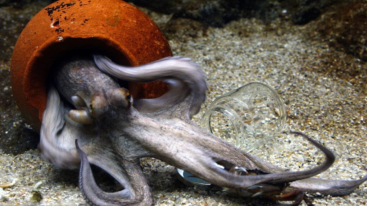 2025 declared Year of the Squid in English waters after record sightings