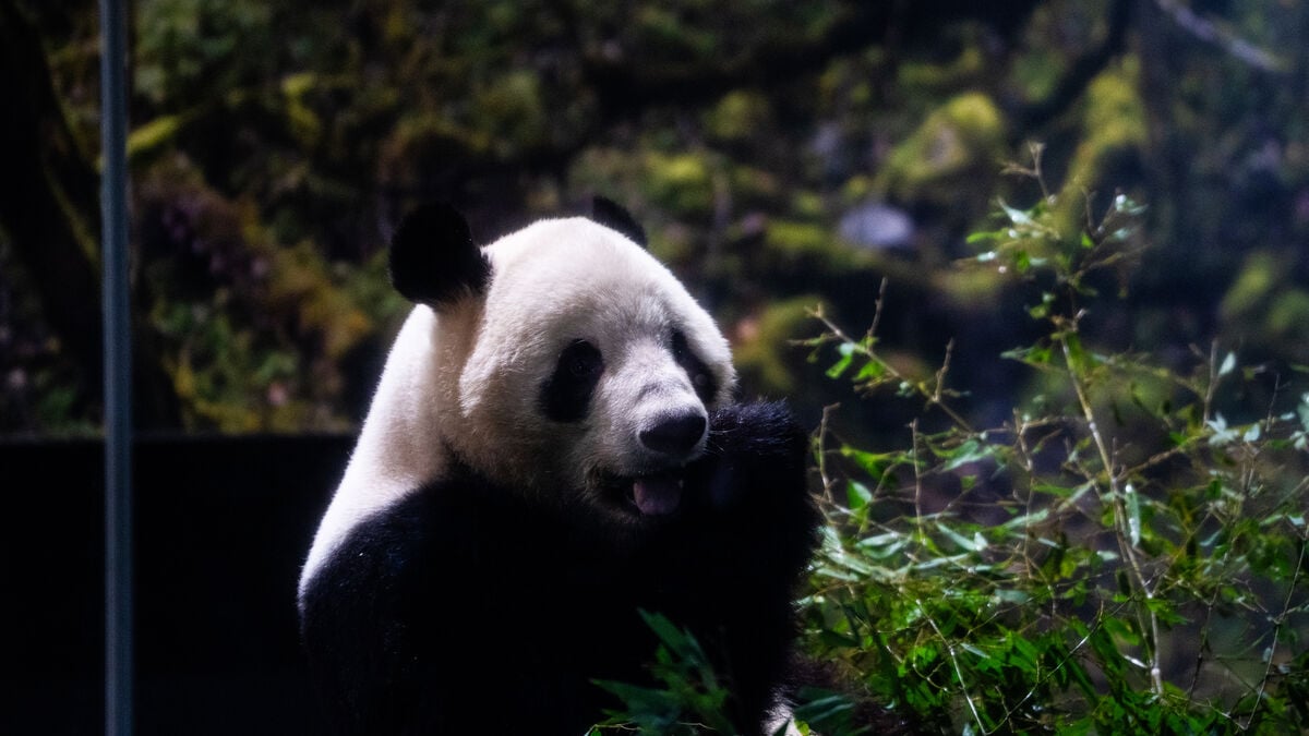 Japan's last pandas leave for China as Tokyo Zoo sends twins Xiao Xiao and Lei Lei