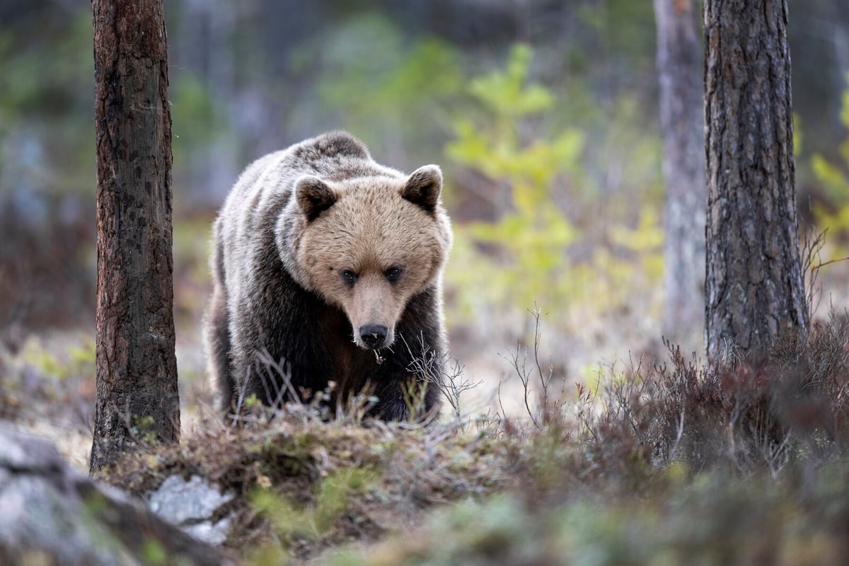 Earn 250,000 Kronor for Tips Leading to Hunting Crime Convictions