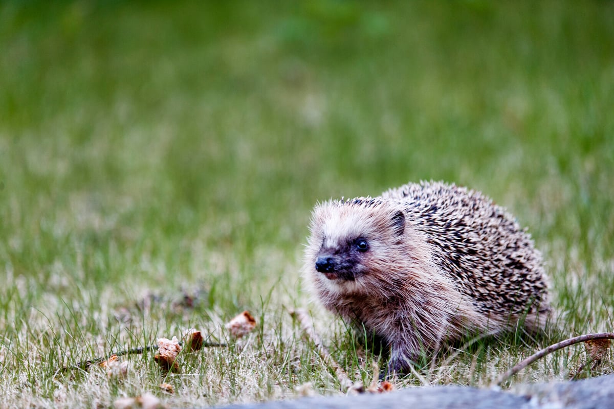 Hedgehog Decline in Sweden: Mapping Efforts Aim to Provide Insights