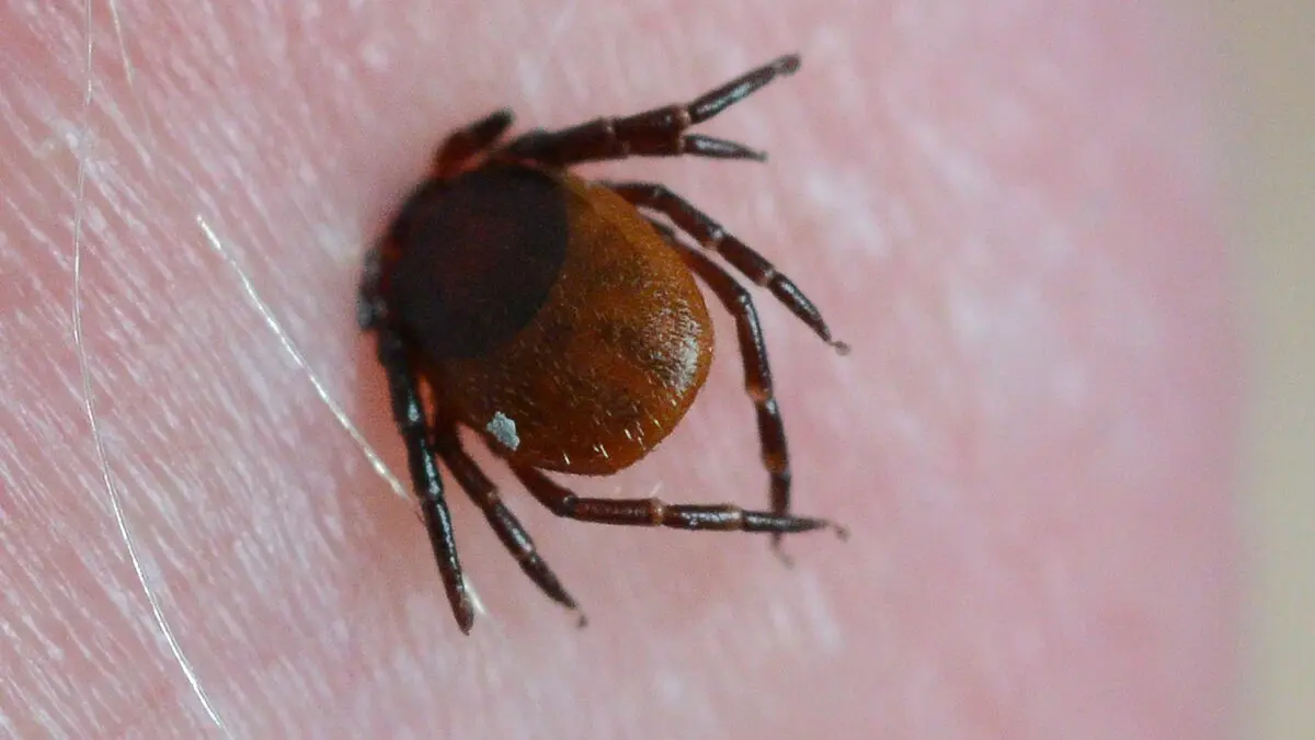 TBE cases surge in Sweden as tick infections rise by six percent a year