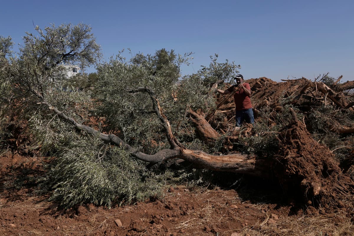 Israeli Bulldozers Uproot Olive Trees in West Bank Village