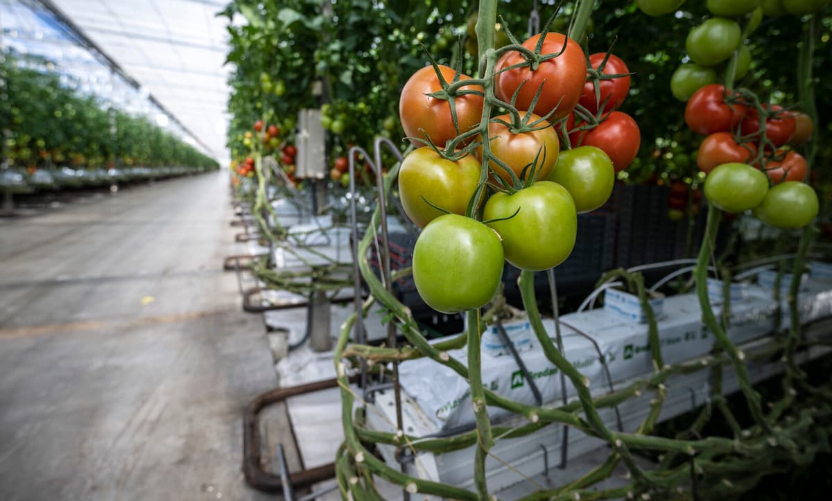 Frövi Greenery Halts Tomato Production, Over 100 Employees Laid Off