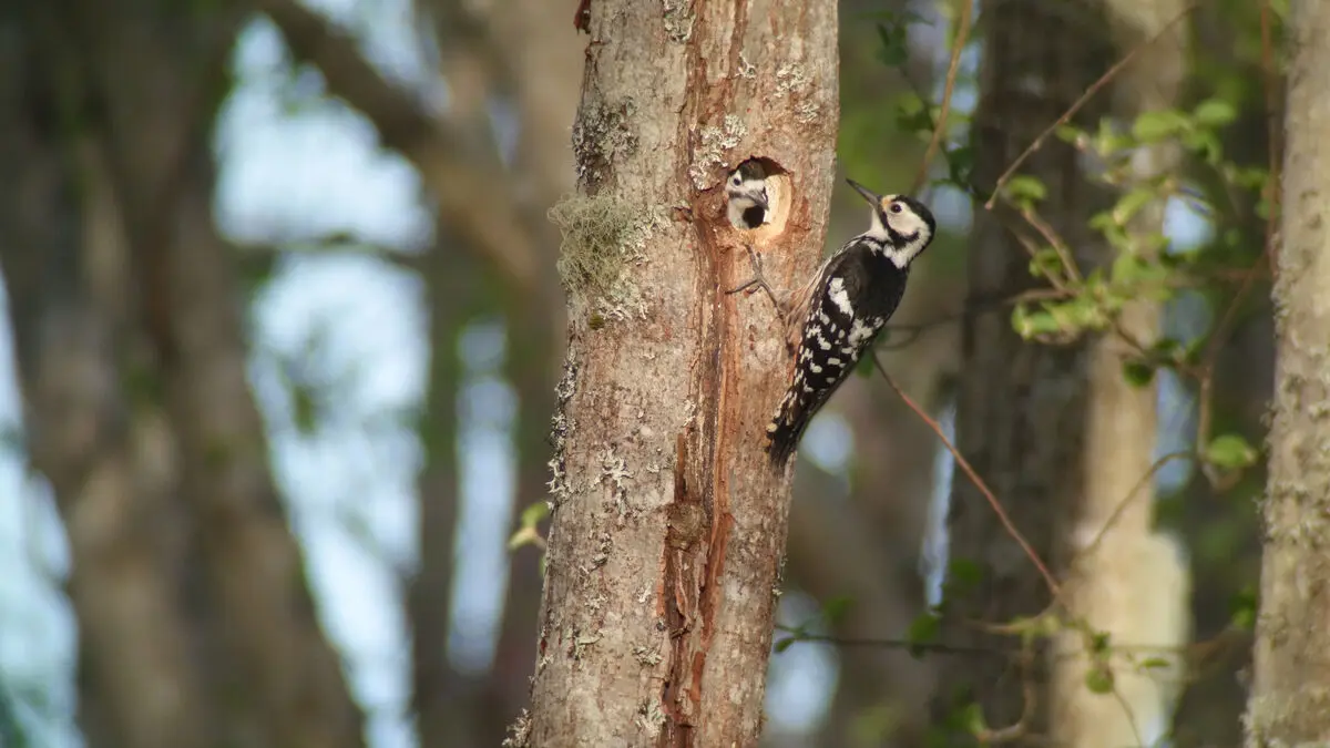 Woodpeckers delay bridge construction by a year