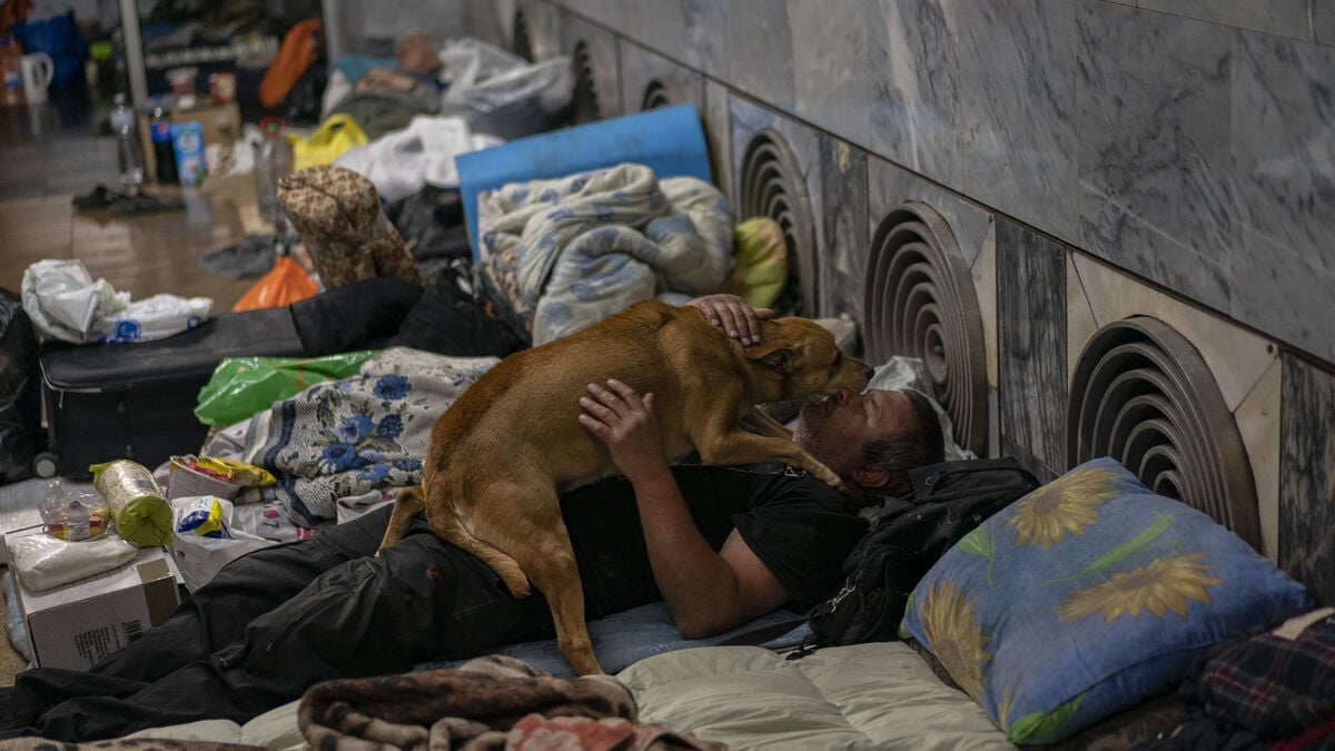 How to prepare your pets for a crisis: food, medicine and an emergency plan