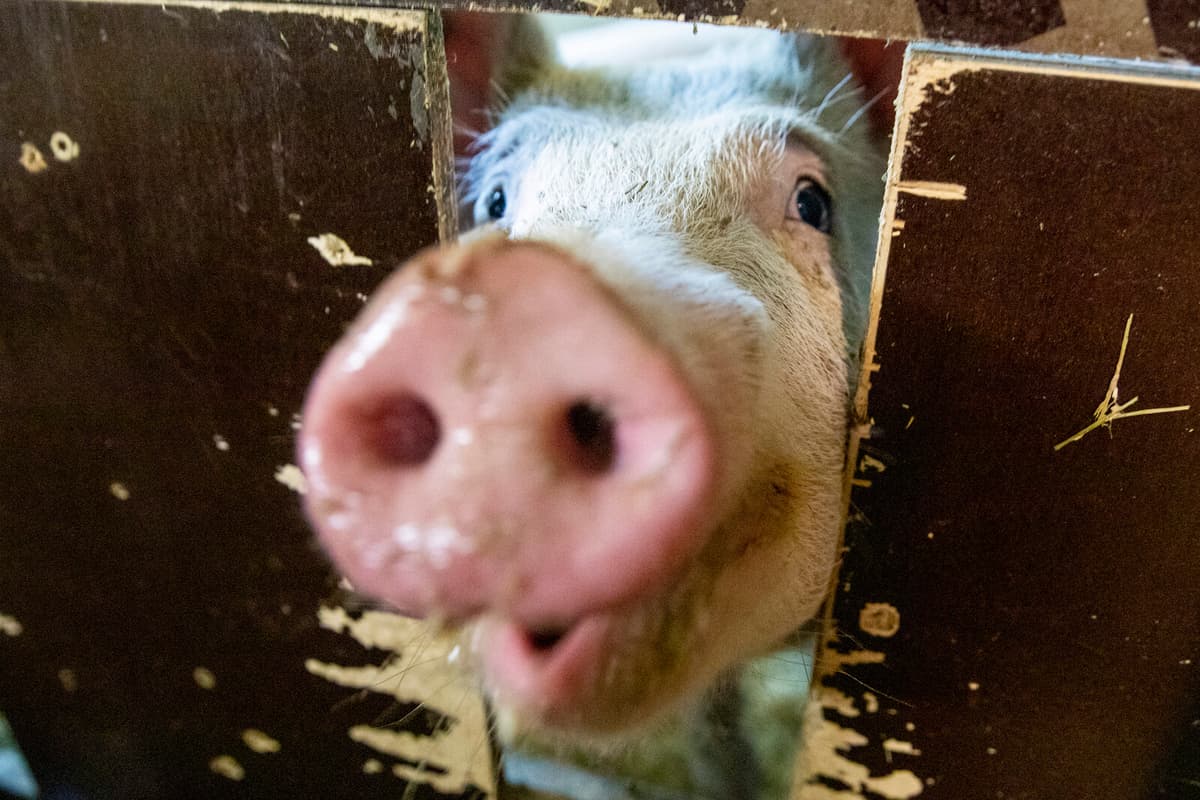 Environmental Inspector: 90 Mummified Pigs Must Be Removed