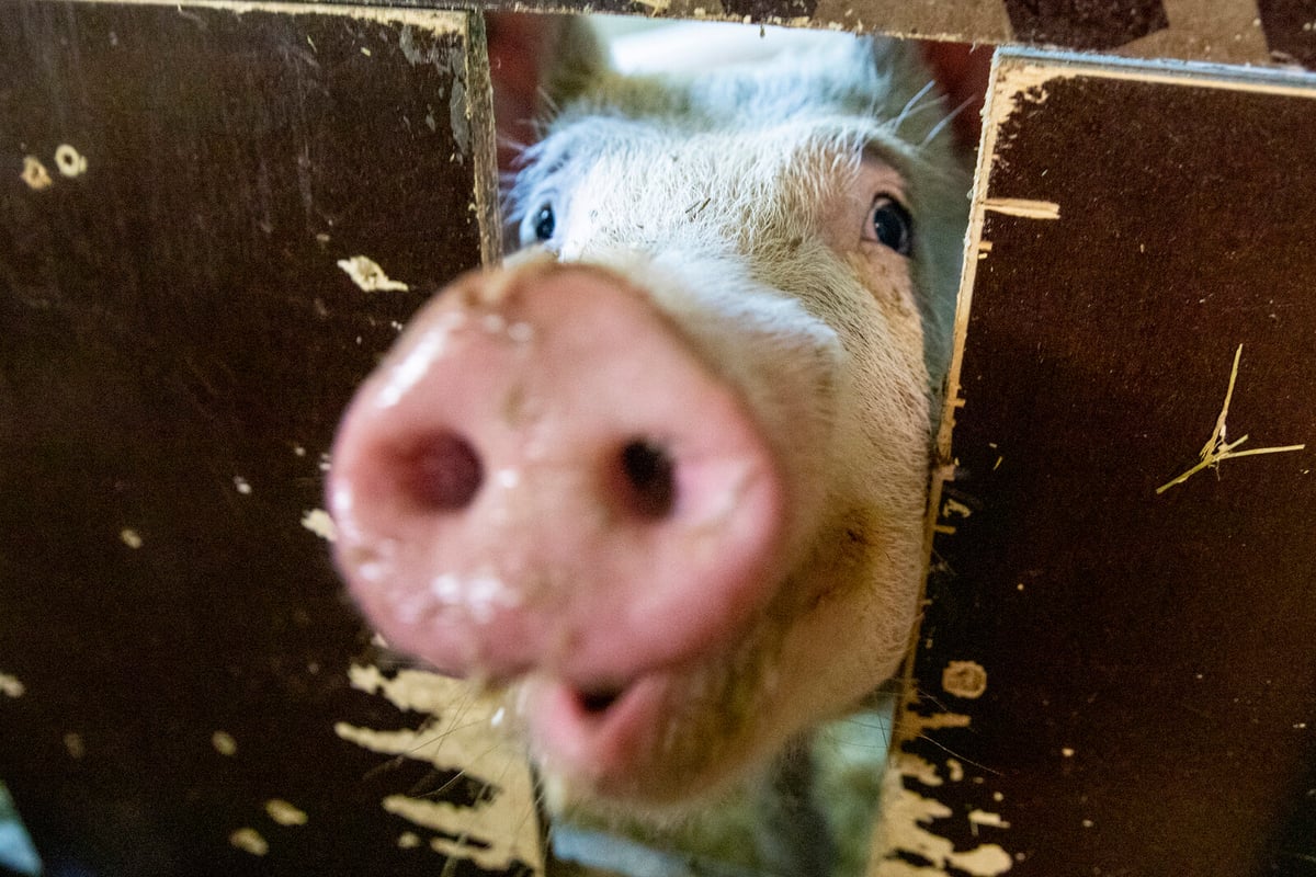 Environmental Inspector: 90 Mummified Pigs Must Be Removed
