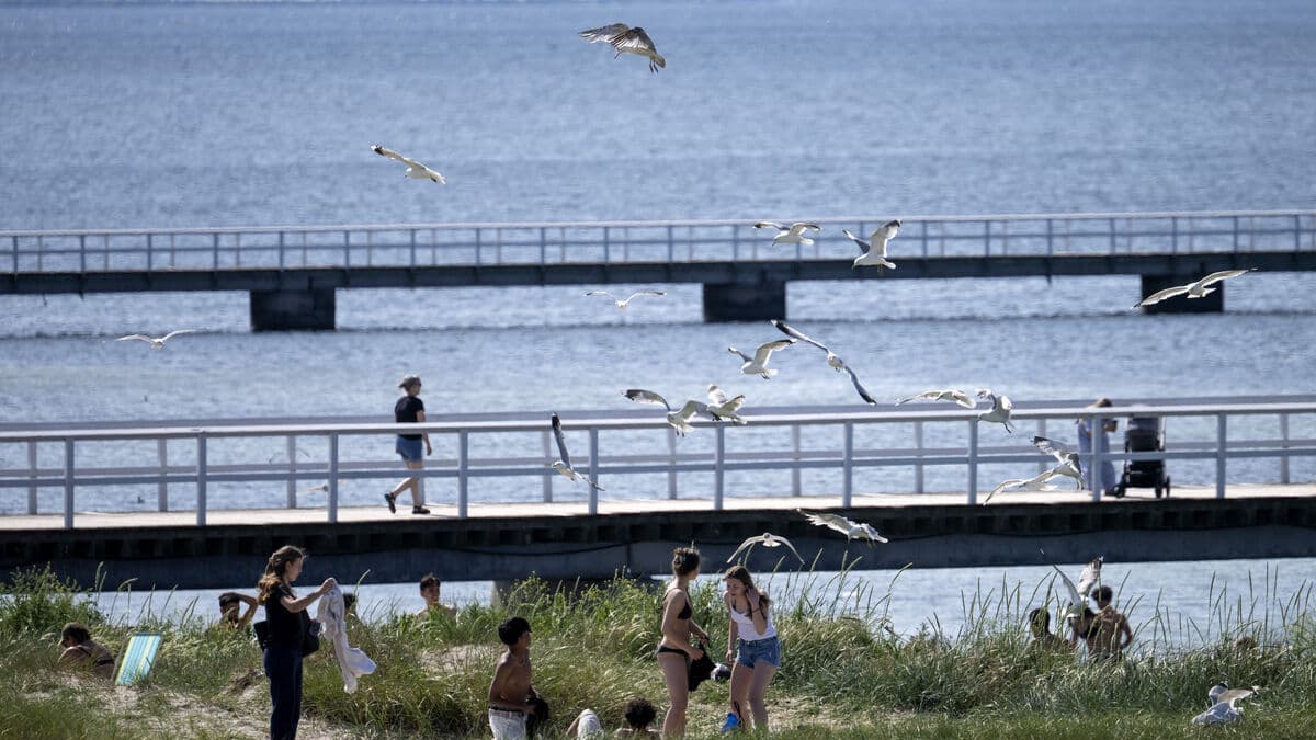 Malmö advises against swimming at all municipal beaches due to algal bloom