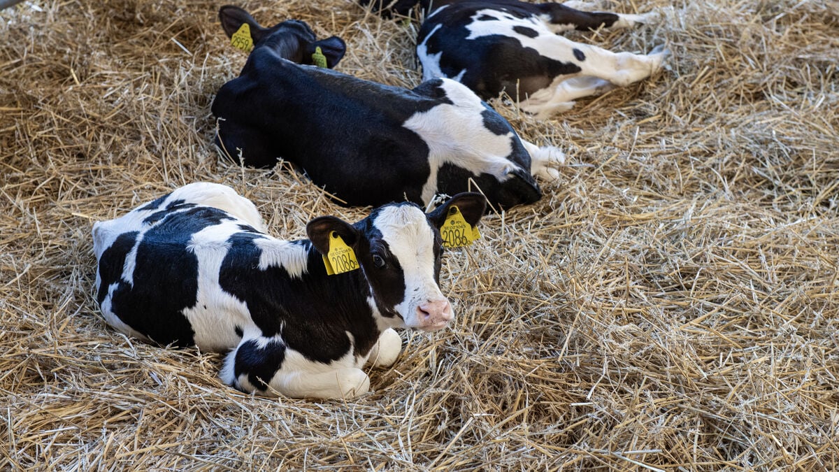 Two cases of bluetongue in unborn calves