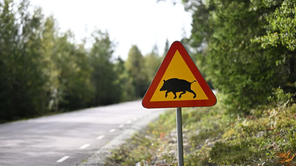 Record wild boar population in Sweden drives calls to boost hunting, sell more meat