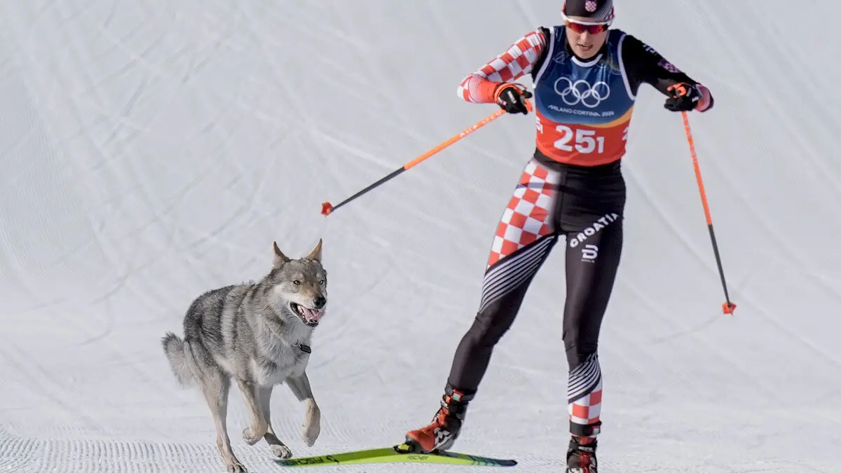 Dog on the Olympic track