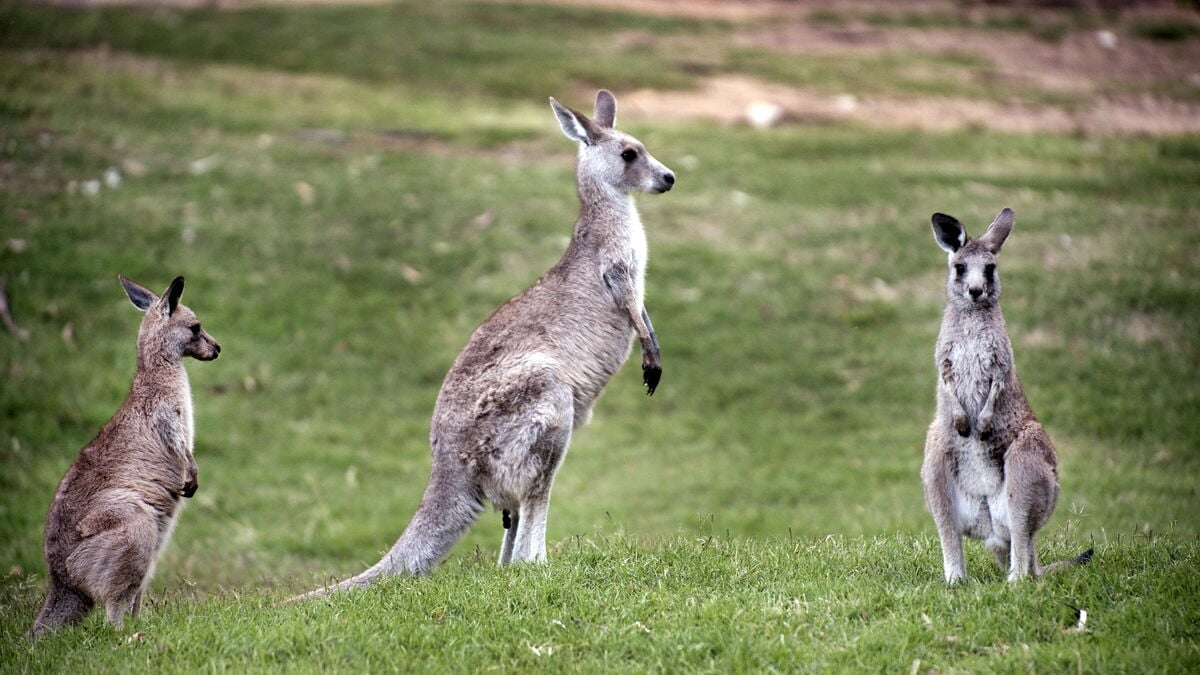Three kangaroos escape enclosure in southern Jutland