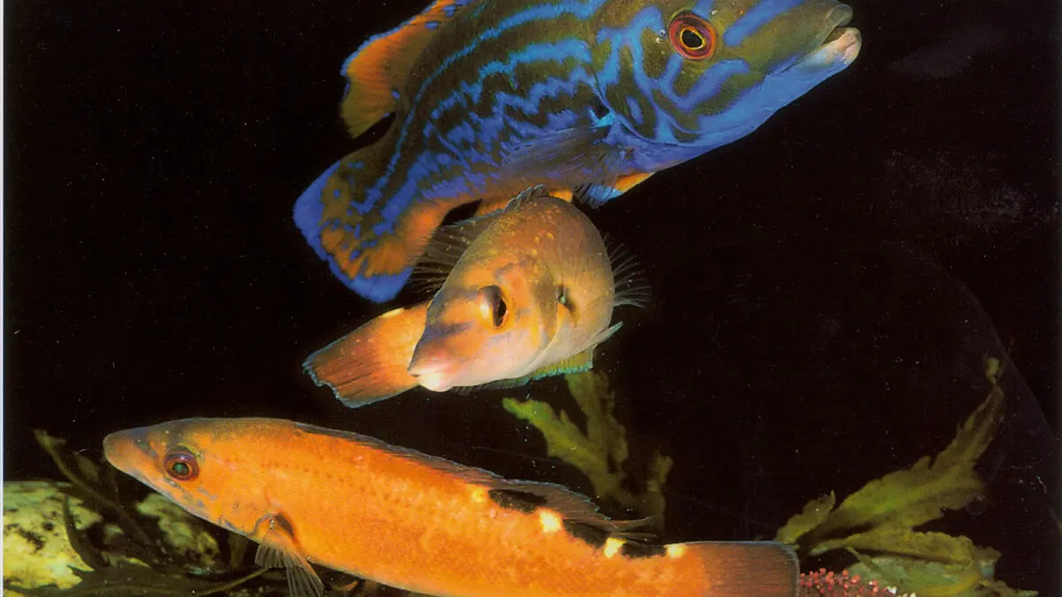 Three bluegill change sex in front of an audience at the Danish Øresund Aquarium