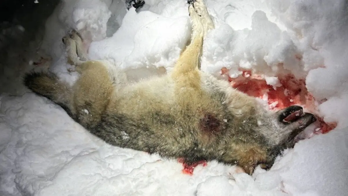 Norwegian hunting mafia in court - hunted wolves and lynx