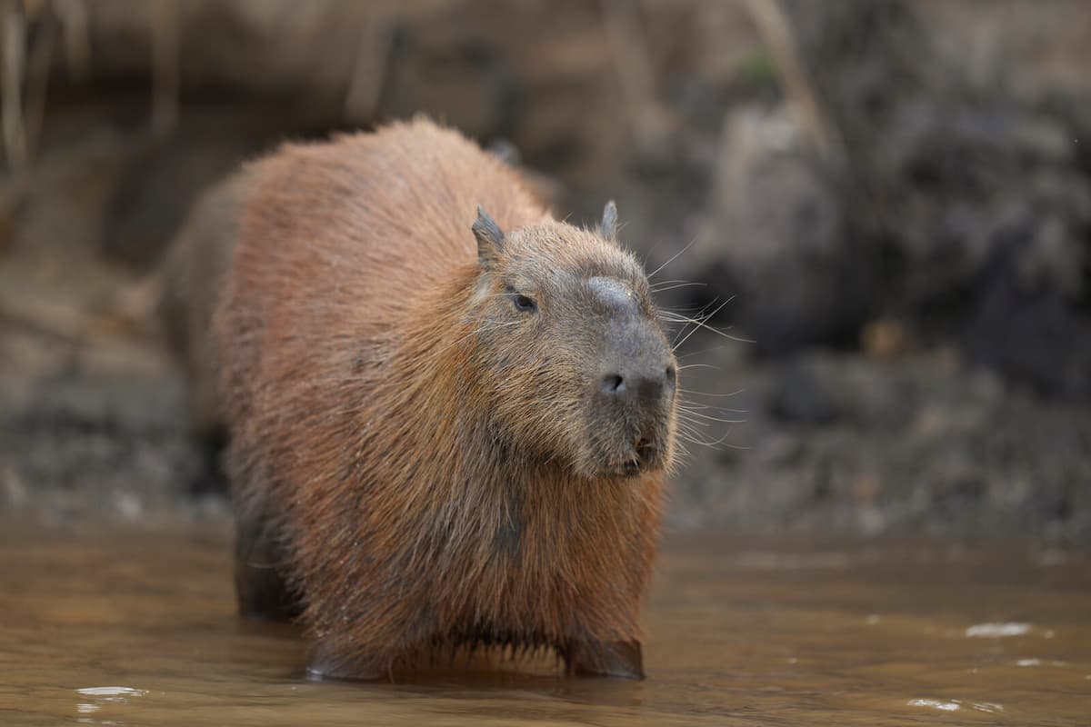 Capybaras and Cocaine Seized After Costa Rica Car Chase