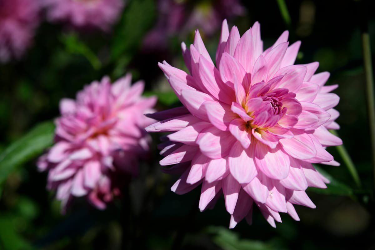 200 Seedlings Stolen from Arvika's Municipal Plantings