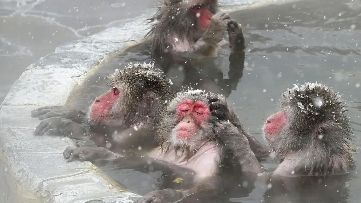 Tourists prevented from visiting Japan's bathing monkeys