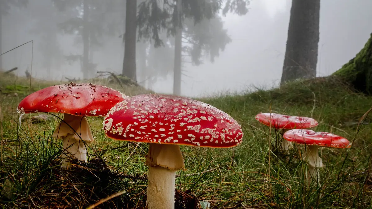 Red fly agaric may be classified as a drug