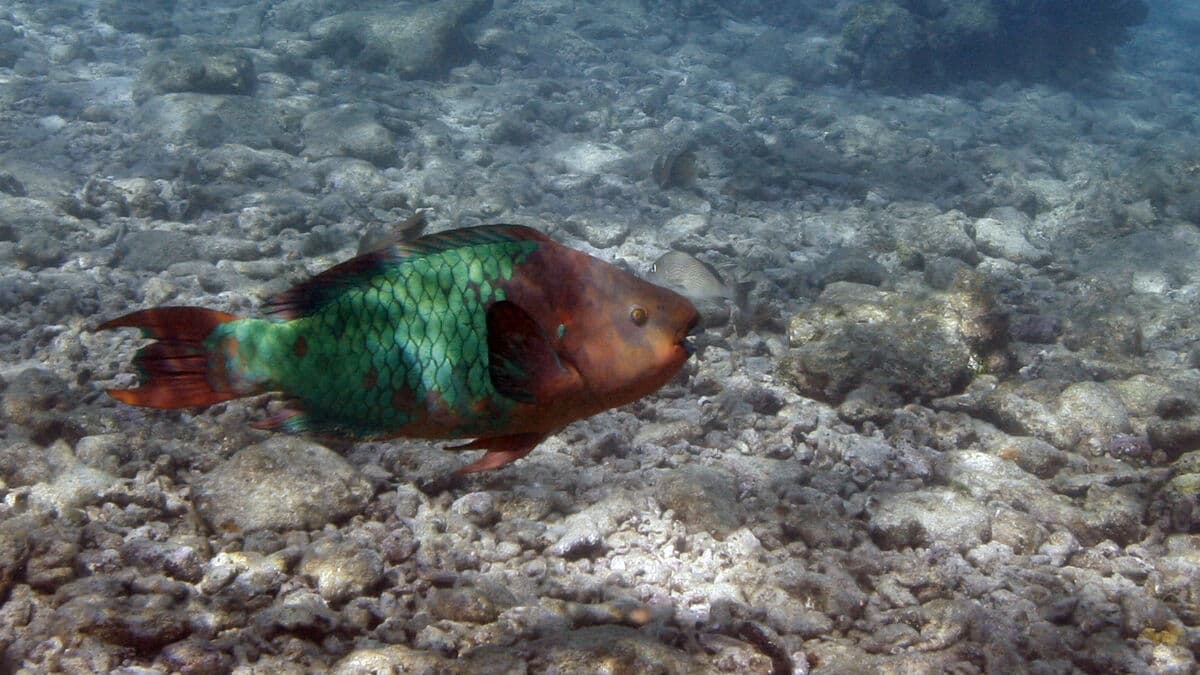 World's oceans hit record warmth at unusual time of year