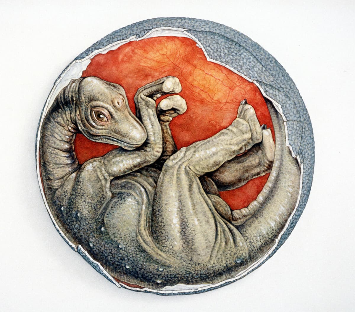 Dinosaur Babies Needed Parental Care, Study Finds