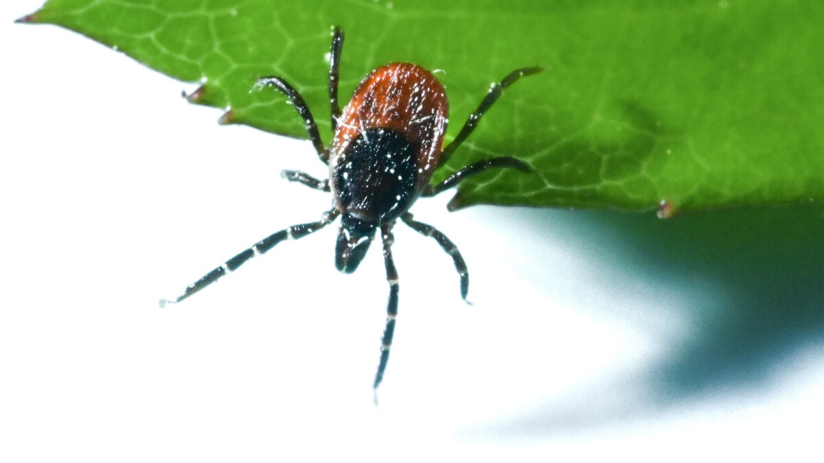 Visitor advice for tourist destinations - many ticks