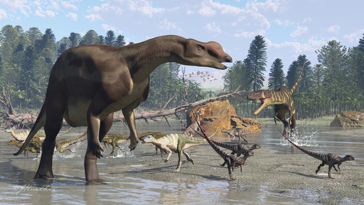 Here is the dinosaur that smells the best, Muttaburrasaurus