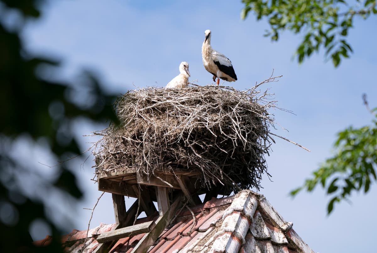 Stork Kingdom in Skåne Named UNESCO Biosphere Reserve
