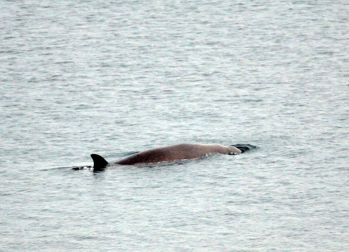 Rescued Beaked Whale Found Dead in Frillesås