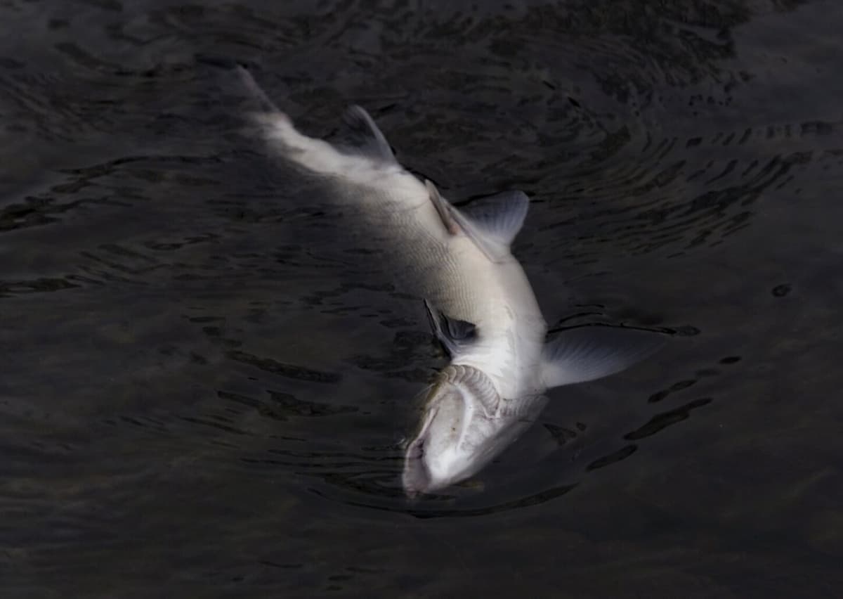 Salmon Fishing Ban in Munkedalsälven Due to Parasite Discovery