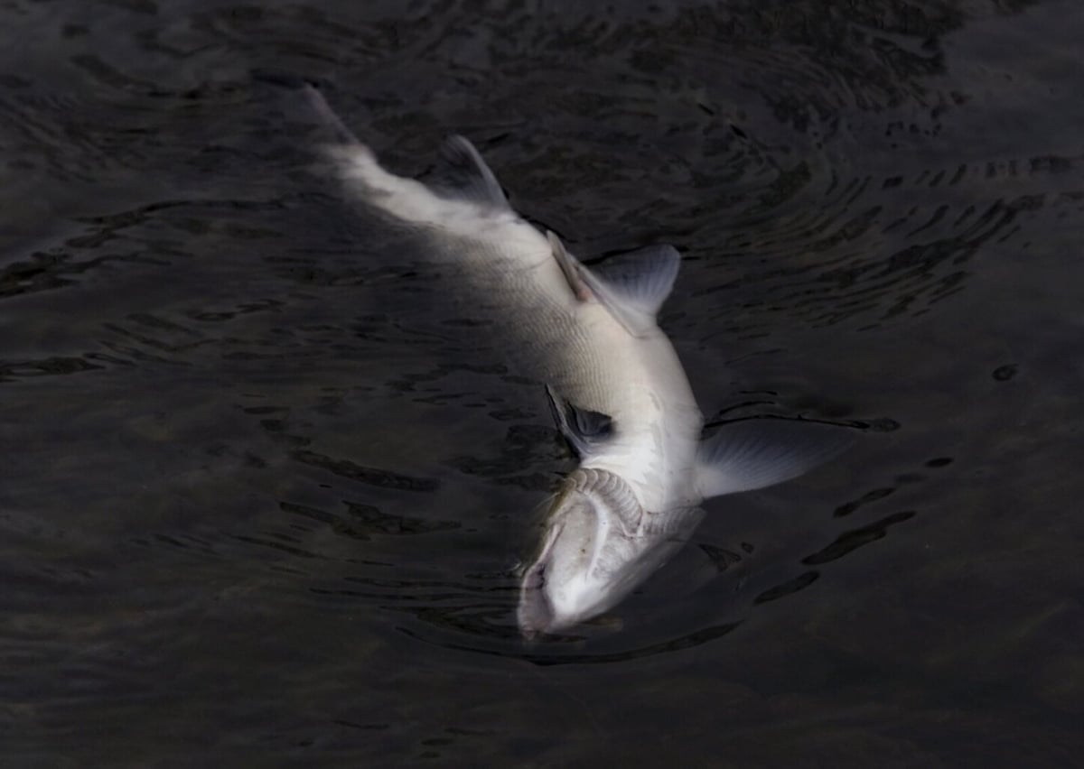 Salmon Fishing Ban in Munkedalsälven Due to Parasite Discovery
