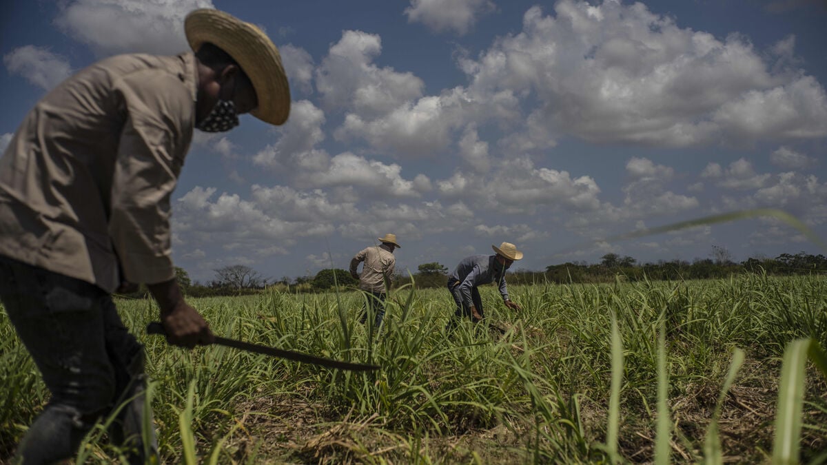 El Niño pushes global sugar prices up 25 percent since July
