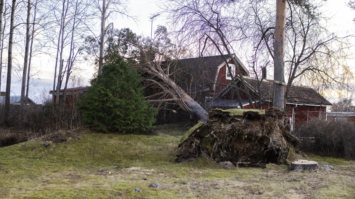 Thousands still without power after Storm Johannes in central Sweden