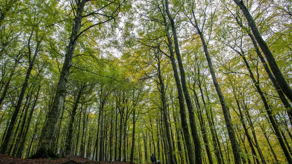 Thousands of trees in southern Sweden to be made older to benefit biodiversity